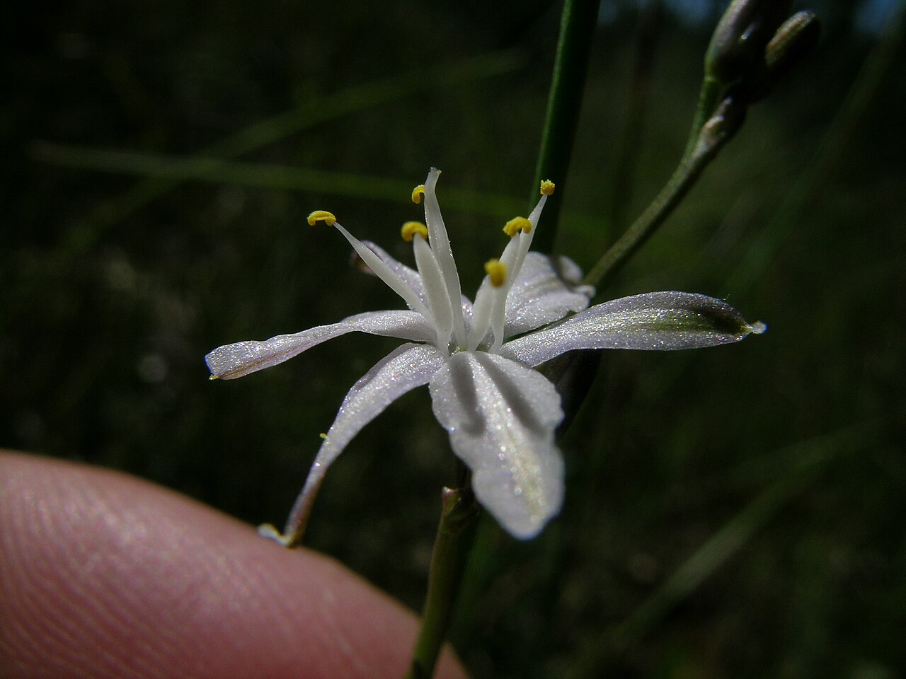 Caesia parviflora: Flowerheads are panicles. Flowers have 6 white to pale blue tepals with green or purple veins. The tepals tightly spiral after flowering.