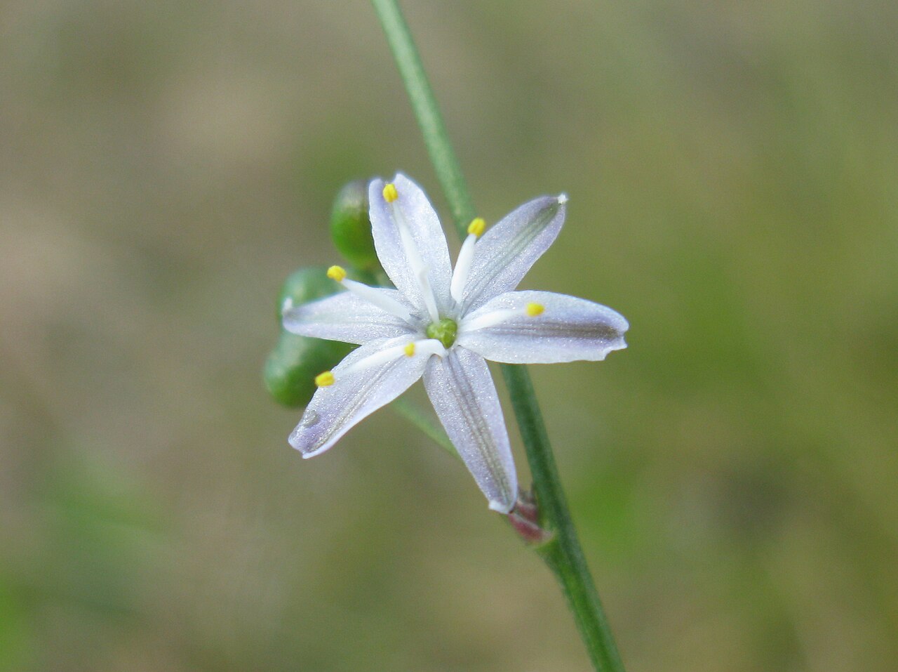 Caesia parviflora: Caesia parviflora