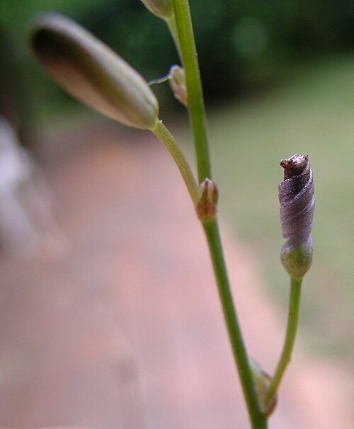 Caesia parviflora: Flowerheads are panicles. Flowers have 6 white to pale blue tepals with green or purple veins. The tepals tightly spiral after flowering.