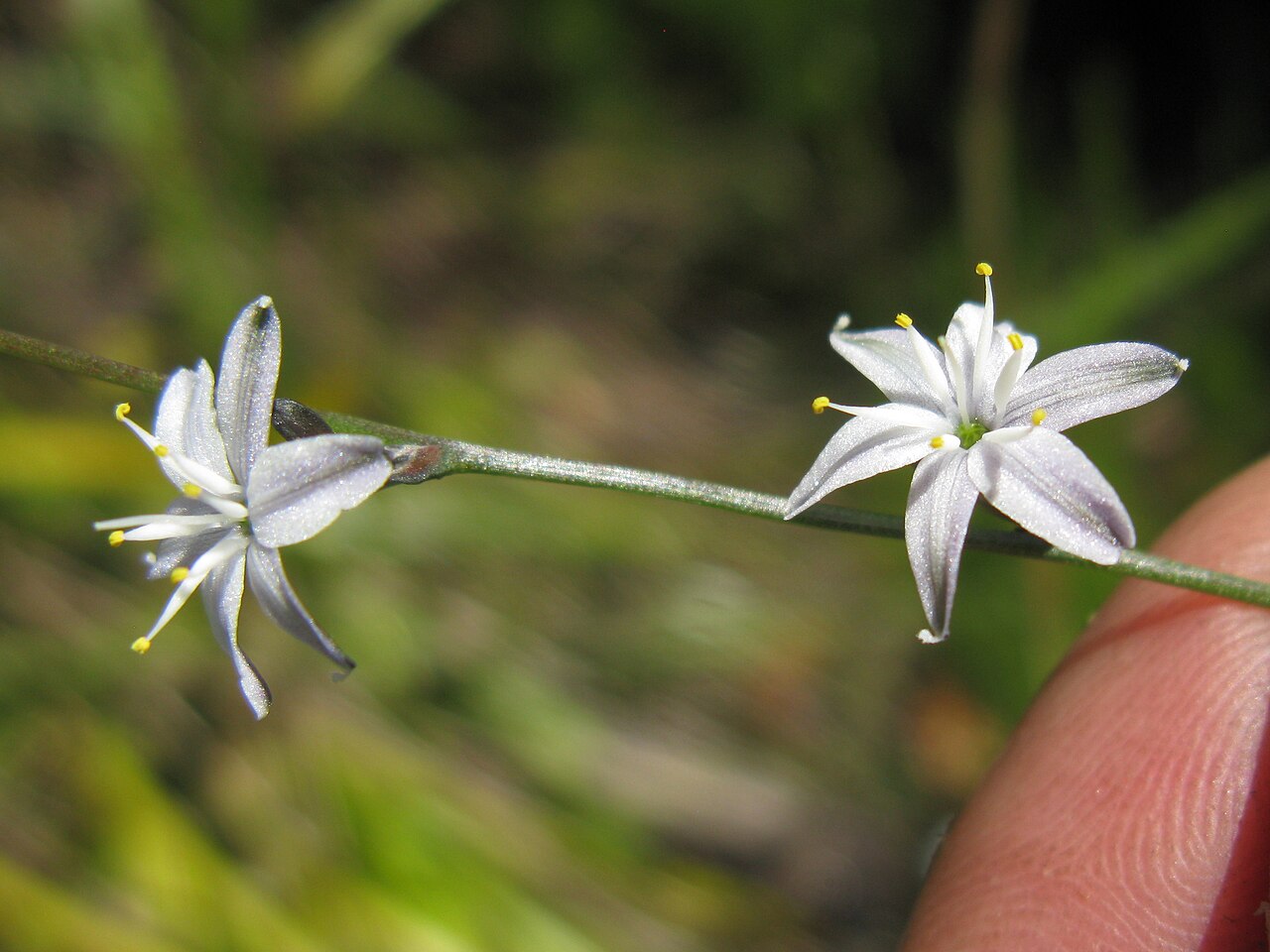 Caesia parviflora: Flowerheads are panicles. Flowers have 6 white to pale blue tepals with green or purple veins. The tepals tightly spiral after flowering.