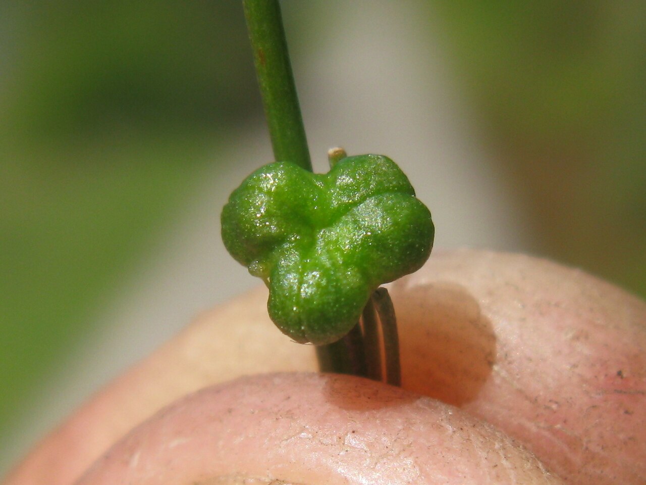 Caesia parviflora: Fruit are 3-lobed capsules to 5 mm wide.