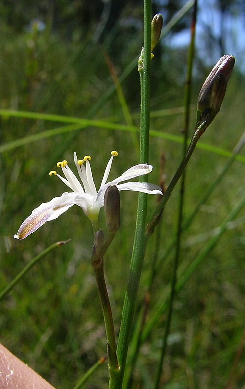 Caesia parviflora: Flowerheads are panicles. Flowers have 6 white to pale blue tepals with green or purple veins. The tepals tightly spiral after flowering.