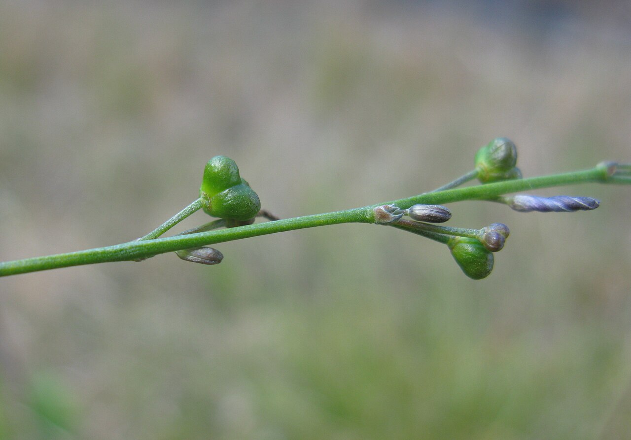 Caesia parviflora: Fruit are 3-lobed capsules to 5 mm wide.
