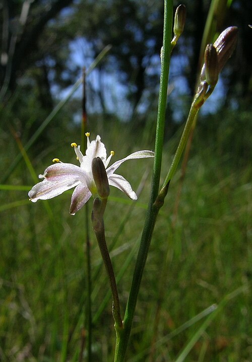 Caesia parviflora: Flowerheads are panicles. Flowers have 6 white to pale blue tepals with green or purple veins. The tepals tightly spiral after flowering.