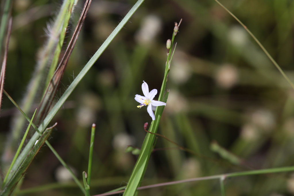 Caesia setifera (Caesia setifera)