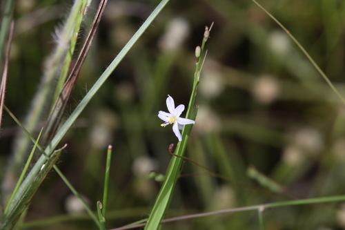 Caesia setifera (Caesia setifera)