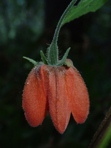 Caiophora hibiscifolia (Caiophora hibiscifolia)