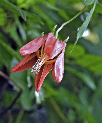Caiophora hibiscifolia (Caiophora hibiscifolia)