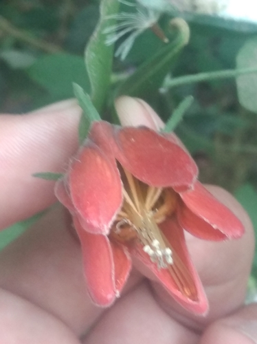 Caiophora hibiscifolia (Caiophora hibiscifolia)