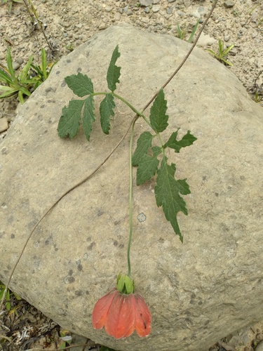 Caiophora hibiscifolia (Caiophora hibiscifolia)