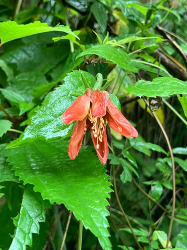 Caiophora hibiscifolia (Caiophora hibiscifolia)