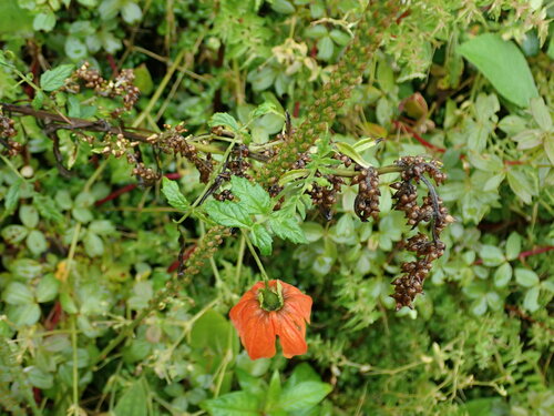 Caiophora hibiscifolia (Caiophora hibiscifolia)