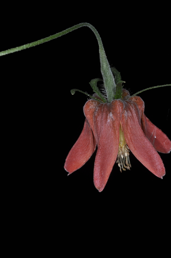 Caiophora hibiscifolia (Caiophora hibiscifolia)