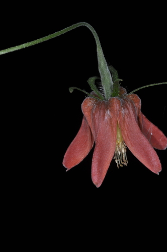 Caiophora hibiscifolia (Caiophora hibiscifolia)