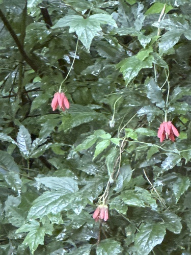 Caiophora hibiscifolia (Caiophora hibiscifolia)