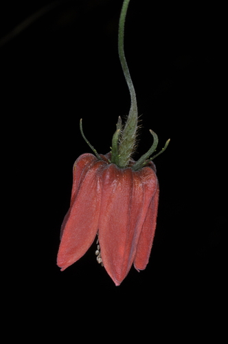 Caiophora hibiscifolia (Caiophora hibiscifolia)