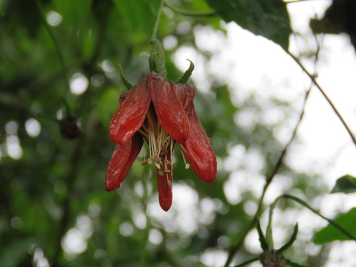 Caiophora hibiscifolia (Caiophora hibiscifolia)