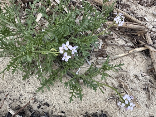 Sea rocket (Cakile maritima)