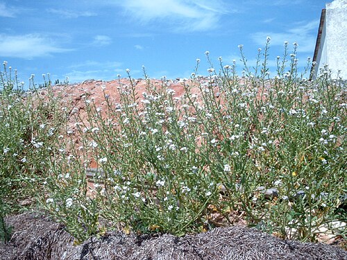 Sea rocket: Name Cakile maritima Familiy Brassicaceae
