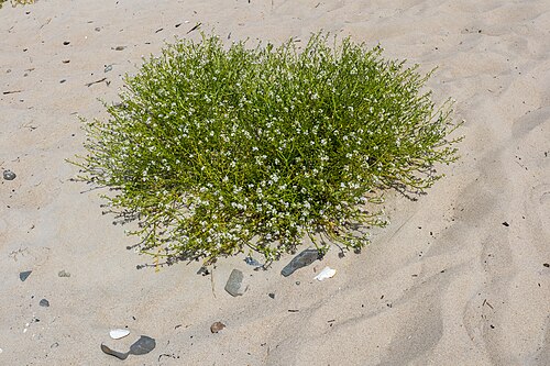 Sea rocket: Roquette de mer (Cakile maritima) à Bretteville-sur-Ay