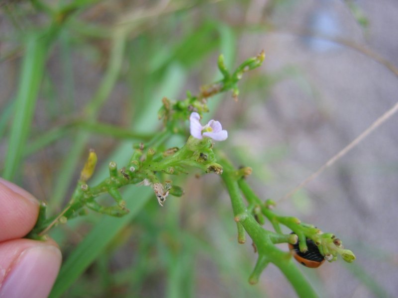 Sea rocket: Europäischer Meersenf Cakile maritima