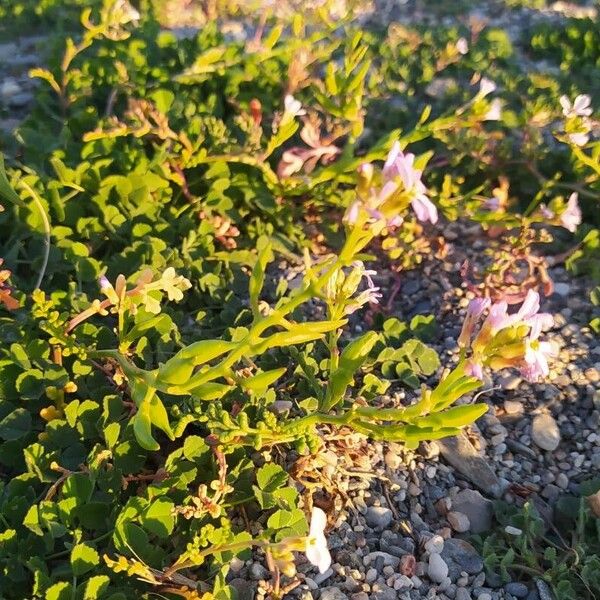 Sea rocket (Cakile maritima)