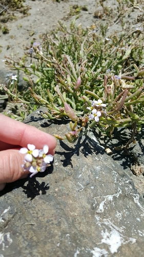 Sea rocket (Cakile maritima)
