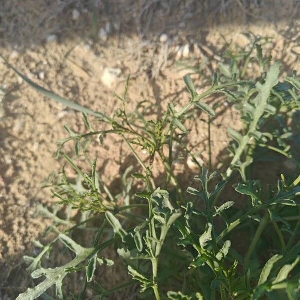 Sea rocket (Cakile maritima)