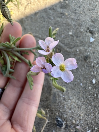 Sea rocket (Cakile maritima)