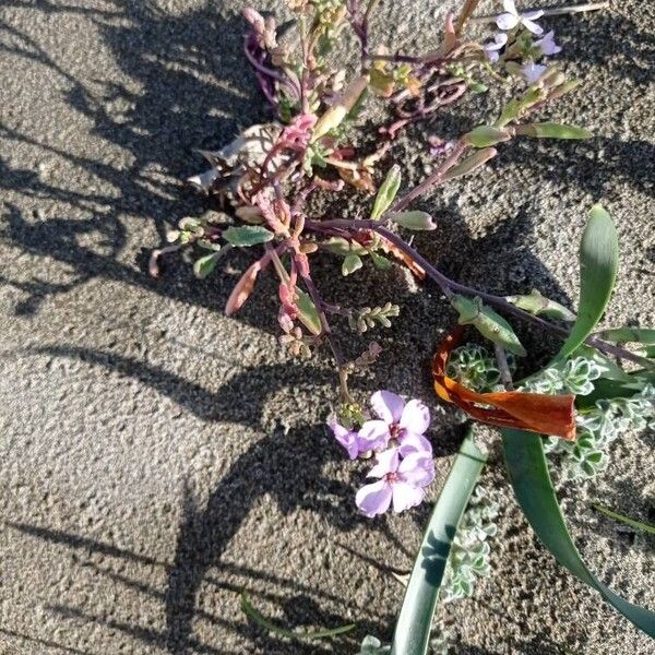 Sea rocket (Cakile maritima)