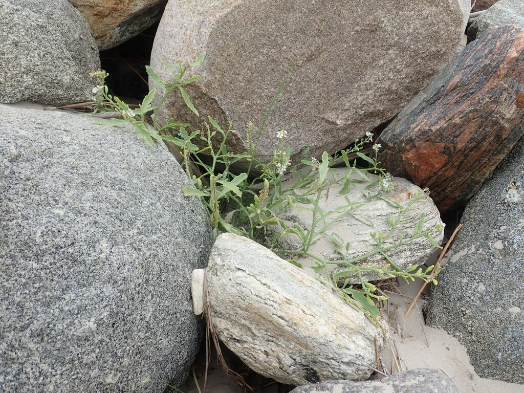 Sea rocket (Cakile maritima)