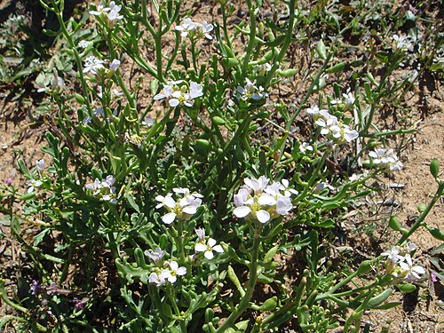Sea rocket: Cakile maritima ssp. integrifolia, Playas de Chiclana, Cádiz, España