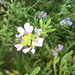 Sea rocket (Cakile maritima)