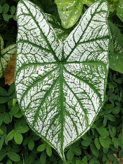Heart of Jesus: It has large leaf with green veins among the white region.