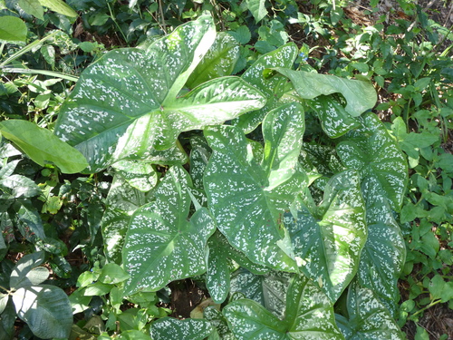 Heart of Jesus (Caladium bicolor)