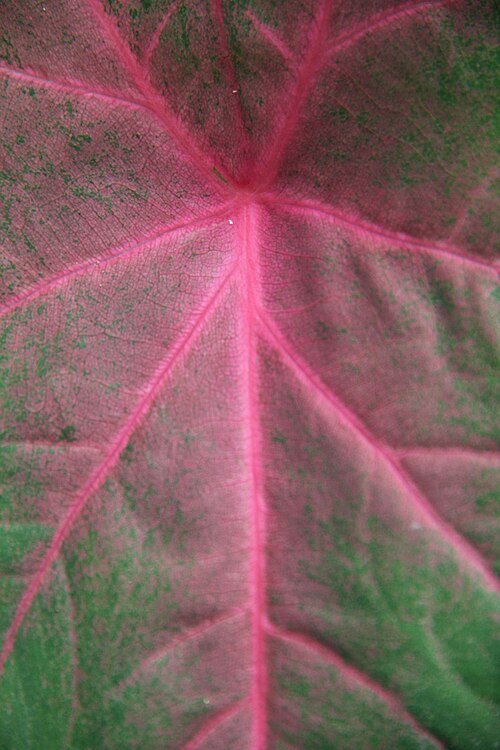 Heart of Jesus: Caladium bicolor