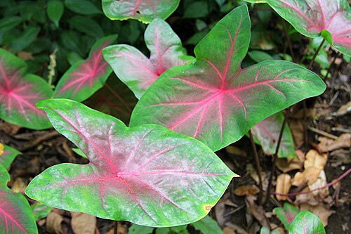Heart of Jesus: Caladium bicolor