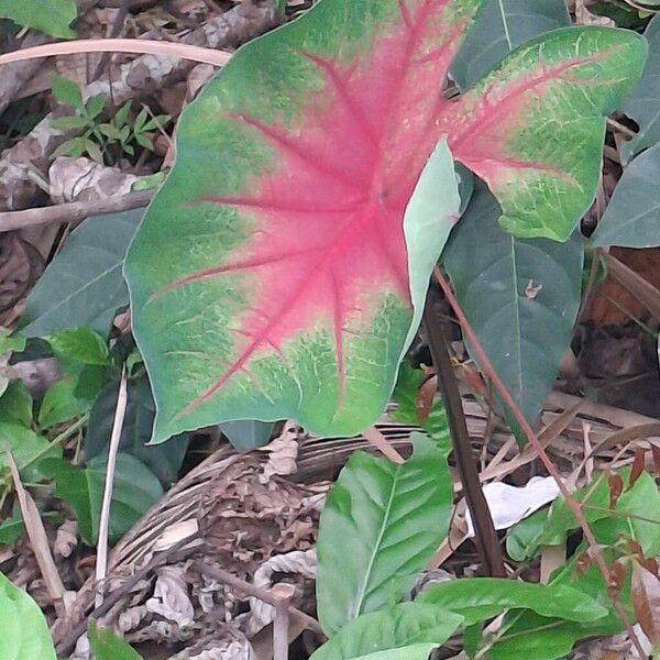 Heart of Jesus (Caladium bicolor)