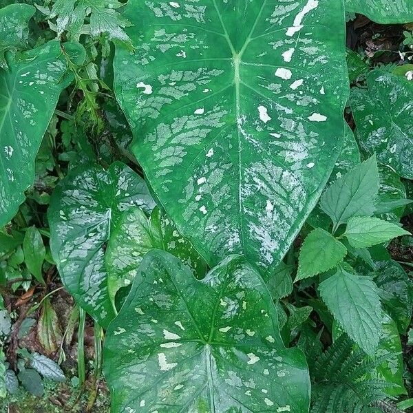 Heart of Jesus (Caladium bicolor)