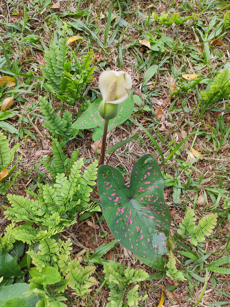 Heart of Jesus (Caladium bicolor)