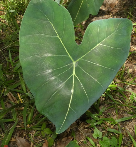 Heart of Jesus (Caladium bicolor)