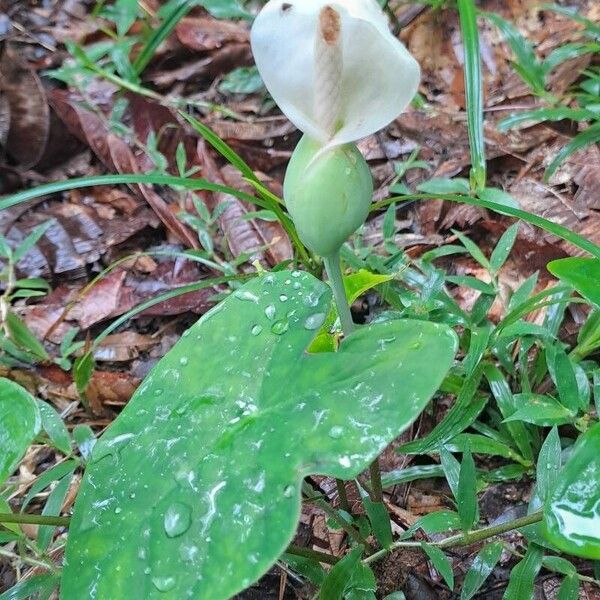 Heart of Jesus (Caladium bicolor)