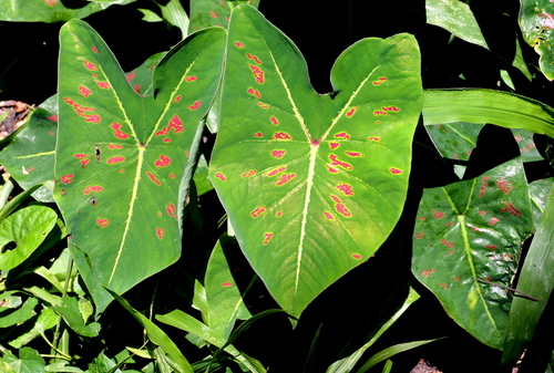 Heart of Jesus (Caladium bicolor)
