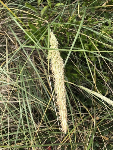 European beachgrass (Calamagrostis arenaria)