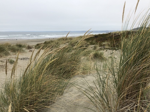 European beachgrass (Calamagrostis arenaria)