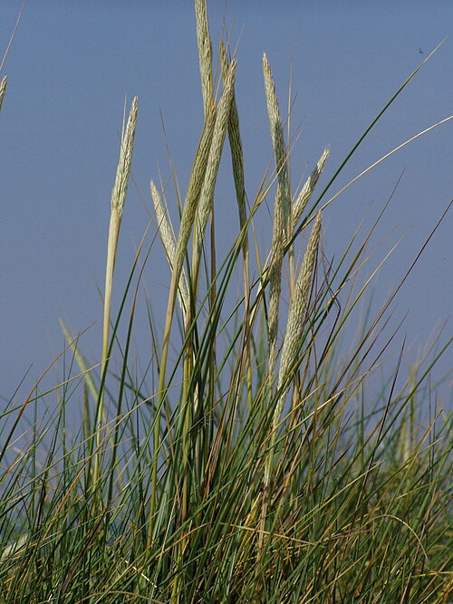European beachgrass: Ammophila arenaria on island Düne near Heligoland