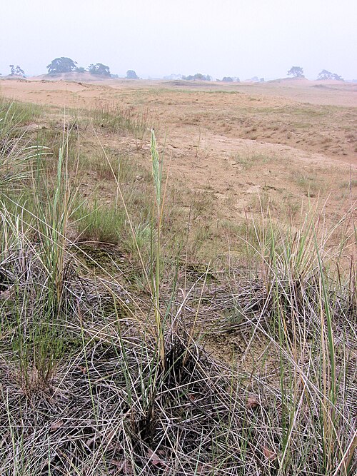 European beachgrass: Ammophila arenaria