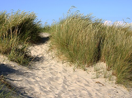European beachgrass: White dune with Marram grass ( Ammophila arenaria ), Grenen, Denmark