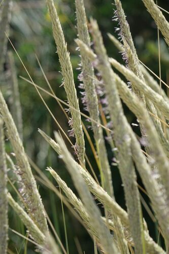 European beachgrass (Calamagrostis arenaria)
