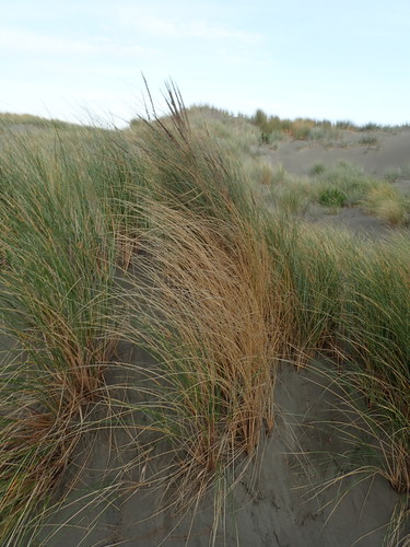 European beachgrass (Calamagrostis arenaria)